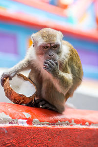 Monkey sitting and eating coconut