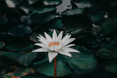 Close-up of lotus water lily in pond