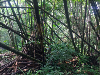 Bamboo trees in forest