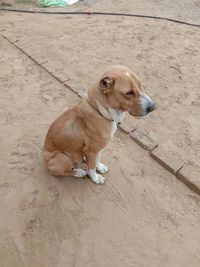 High angle view of a dog looking away