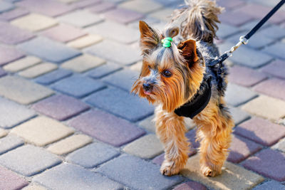 Cute photo of a yorkshire terrier with a pigtail on his head on a sunny summer day. 