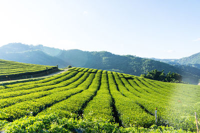 Scenic view of agricultural field against sky