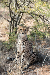 View of a cat looking away