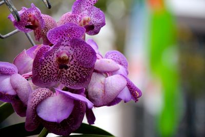 Close-up of purple flower blooming