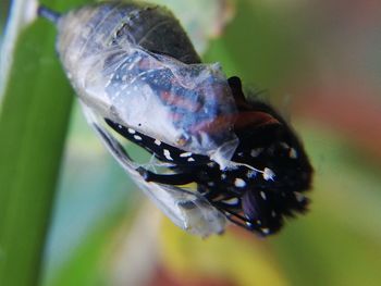 Close-up of insect