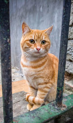 Portrait of ginger cat