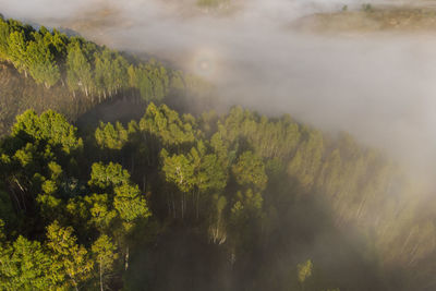 High angle view of trees on land