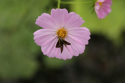 Close-up of purple pollinating flower