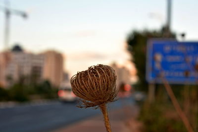 Close-up of flower on field against sky
