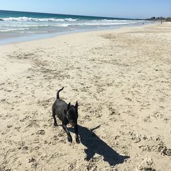 High angle view of dog running at beach