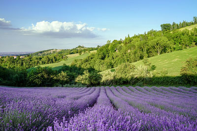 Scenic view of grassy field against sky