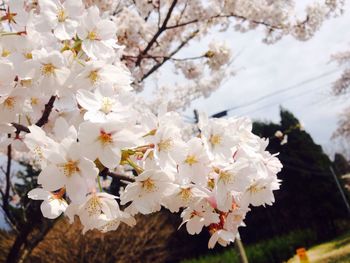 Close-up of white cherry blossoms in spring