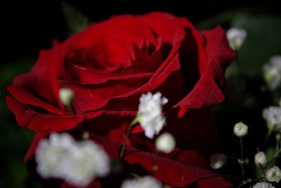 Close-up of red rose plant