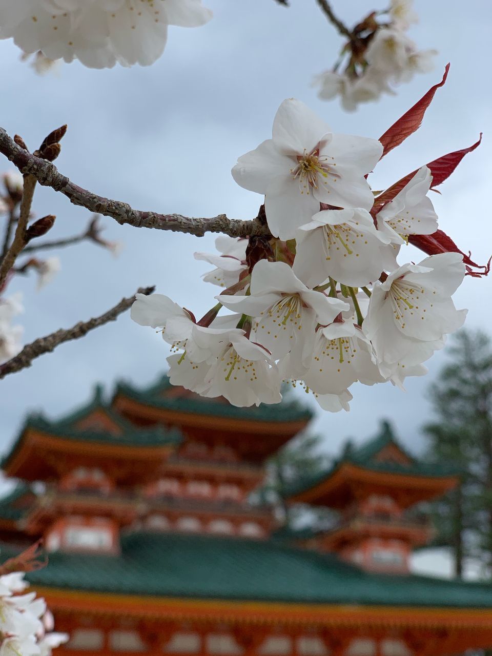 LOW ANGLE VIEW OF CHERRY BLOSSOMS ON BUILDING