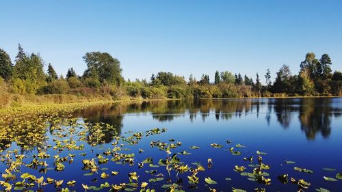 Scenic view of lake against clear blue sky