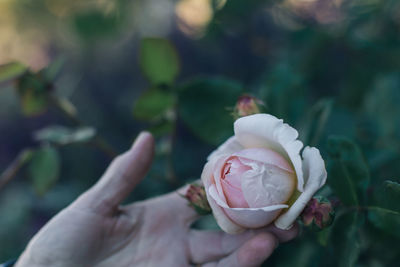 Close-up of hand holding rose outdoors