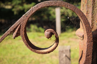 Close-up of snail on rusty metal