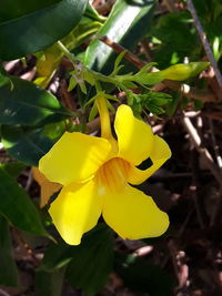 Close-up of yellow flowering plant