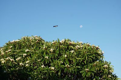 Low angle view of bird flying against clear blue sky