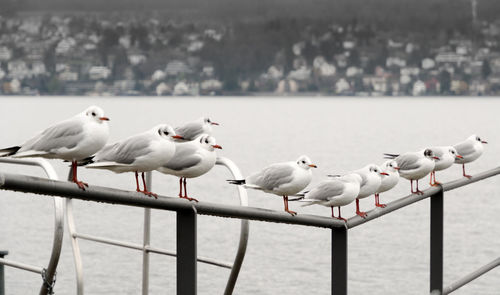 Seagulls perching on railing