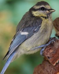 Close-up of bird perching outdoors