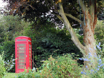 Red telephone pole in forest