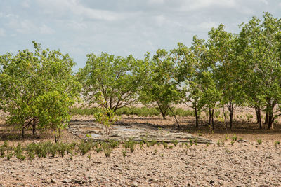 Trees growing in field against sky