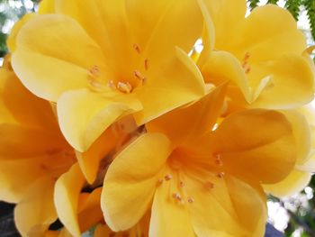 Close-up of day lily blooming outdoors