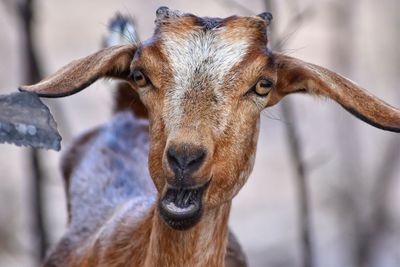 Close-up portrait of goat