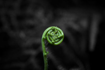 Close-up of spiral fern