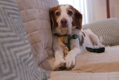 Portrait of dog sitting on sofa at home