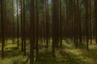 Pine trees in forest