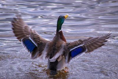 Ducks in a lake preening 