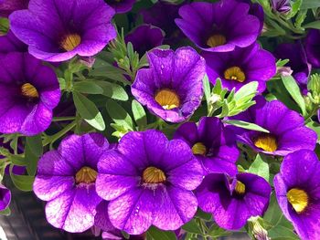 Close-up of purple flowering plants