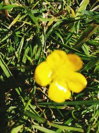 Close-up of yellow flowers