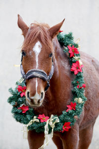 Portrait of a horse