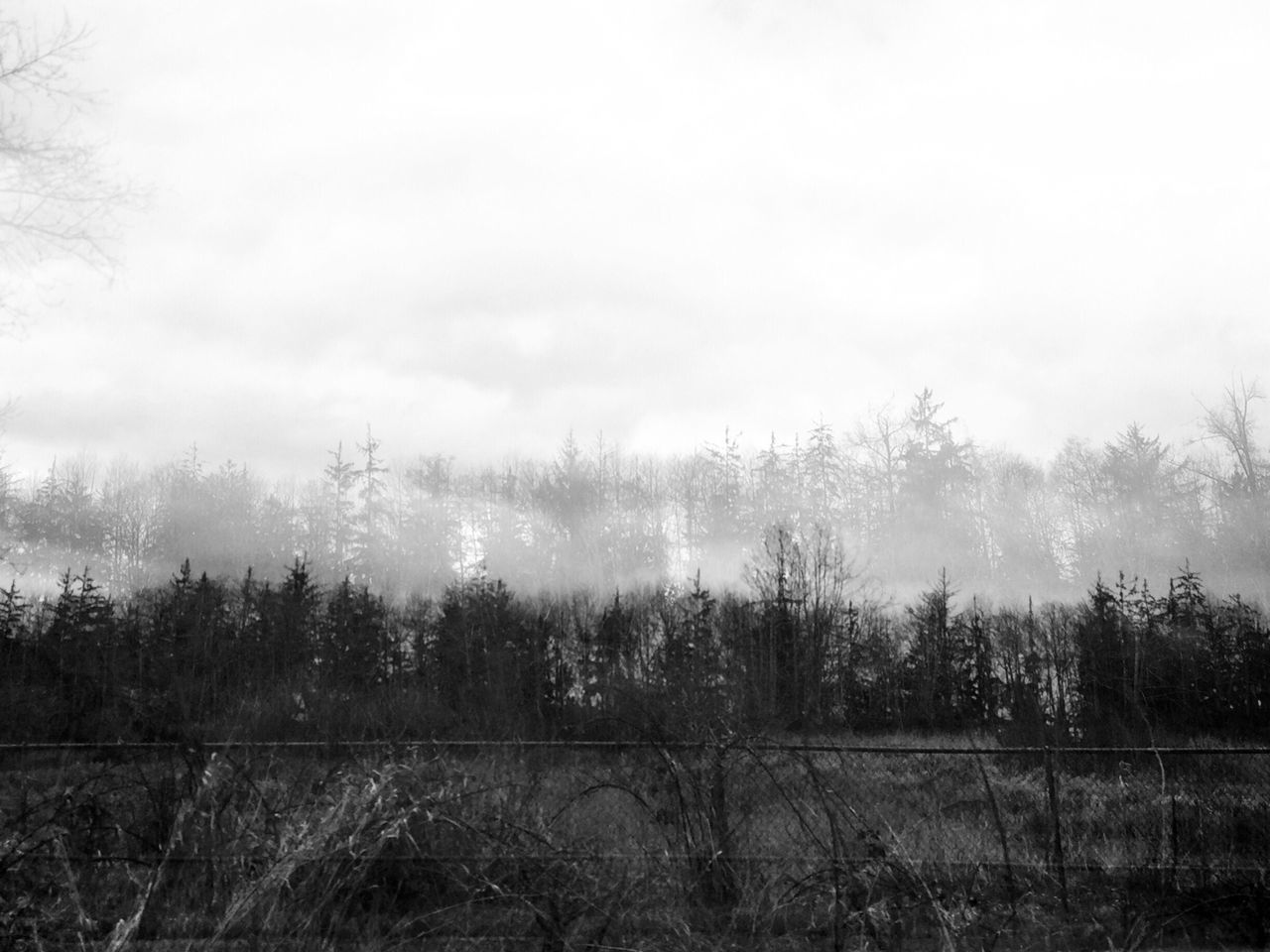 tree, tranquility, tranquil scene, fog, field, sky, nature, foggy, landscape, weather, scenics, growth, beauty in nature, grass, non-urban scene, day, outdoors, no people, plant, grassy