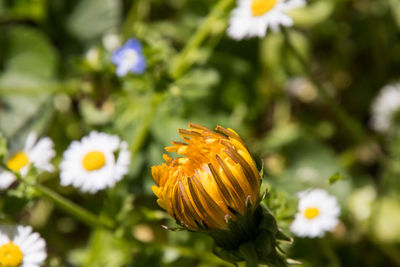 Close-up of yellow flowering plant