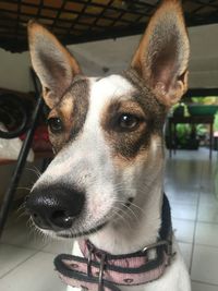 Close-up portrait of a dog looking away