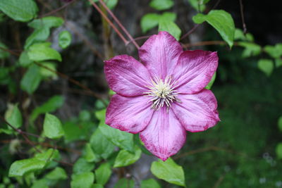 Close-up of pink cosmos blooming outdoors