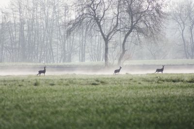 View of birds on grassy field