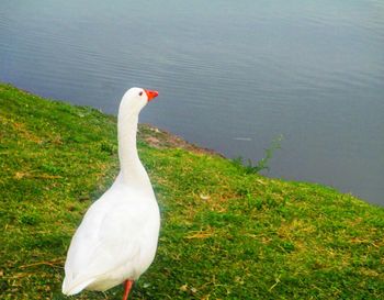 White swan in lake