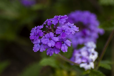 Close-up of purple flowering plant