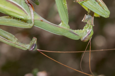 Close-up of fresh vegetables