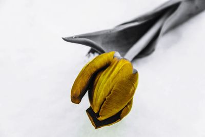 Close-up of flower over white background