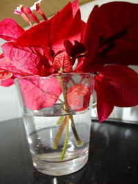 Close-up of red rose on glass