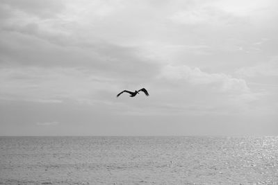 Seagull flying over sea against sky