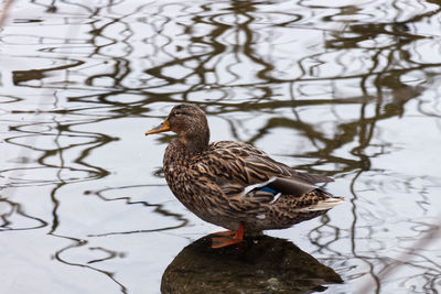 Bird perching on a lake