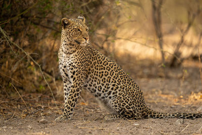 Leopard standing on field