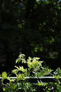 Close-up of plant growing on field